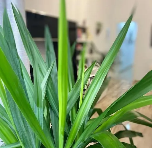 Апартаменты Casa Mina Кадис